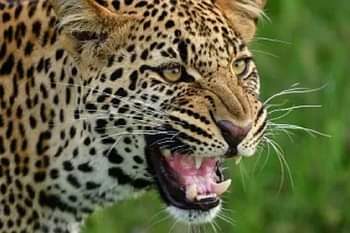 बड़ी खबर :घास लेने जंगल गई महिला पर गुलदार ने किया हमला, हालत गम्भीर