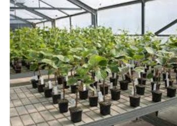 बड़ी खबर: फल पौध घोटाले में शामिल नर्सरी को दोबारा आवंटन, विभाग ने किया आदेश रद्द