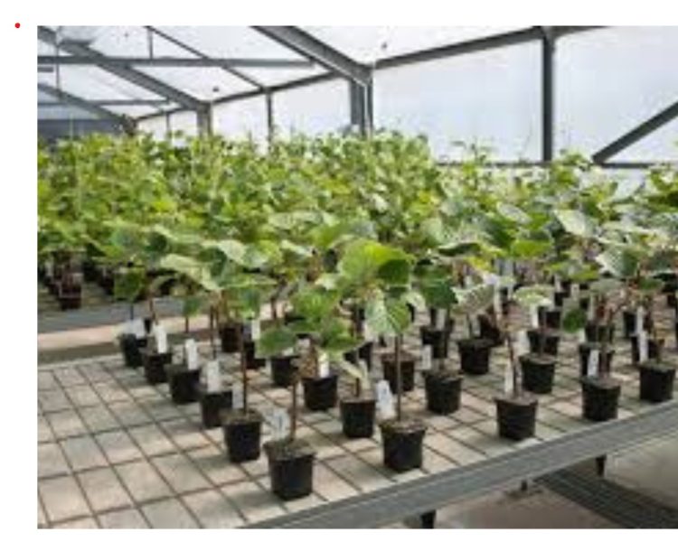 बड़ी खबर: फल पौध घोटाले में शामिल नर्सरी को दोबारा आवंटन, विभाग ने किया आदेश रद्द