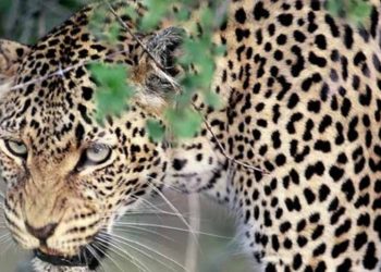 गुलदार का आतंक: खेत में घास काट रही महिला को बनाया शिकार, गांव में दहशत