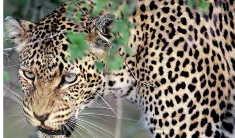 गुलदार का आतंक: खेत में घास काट रही महिला को बनाया शिकार, गांव में दहशत