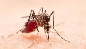 बड़ी खबर: अप्रैल की शुरुआत में ही डेंगू का हमला: देहरादून में 15 मरीज पॉजिटिव, स्वास्थ्य विभाग अनजान