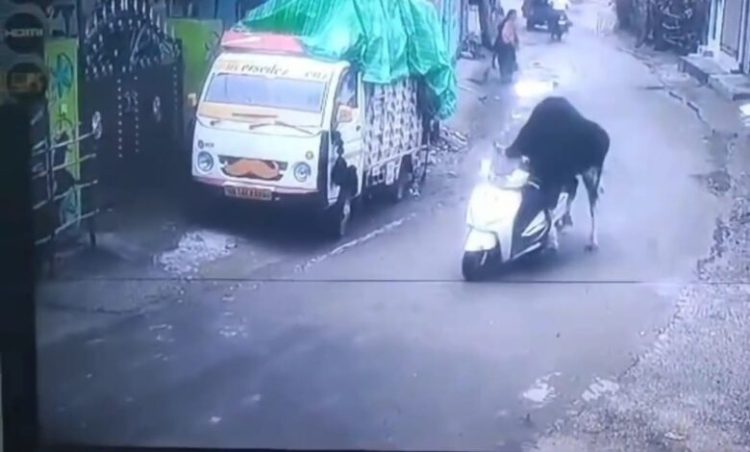 ऋषिकेश में सांड ने दिखाई ‘स्कूटी राइडिंग’ की कला, वीडियो देख लोग बोले– ये तो ट्रैफिक ट्रेंड बना देगा!