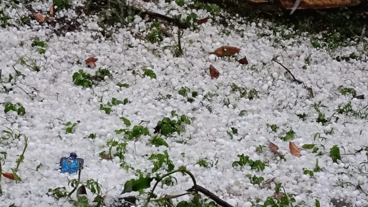 बिग ब्रेकिंग: यमुनाघाटी में भारी ओलावृष्टि से किसानों की फसलें तबाह, मुआवजे की उठी मांग