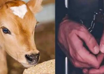क्रूरता :गाय की बछिया के साथ हैवानियत, पुलिस ने आरोपी को भेजा जेल
