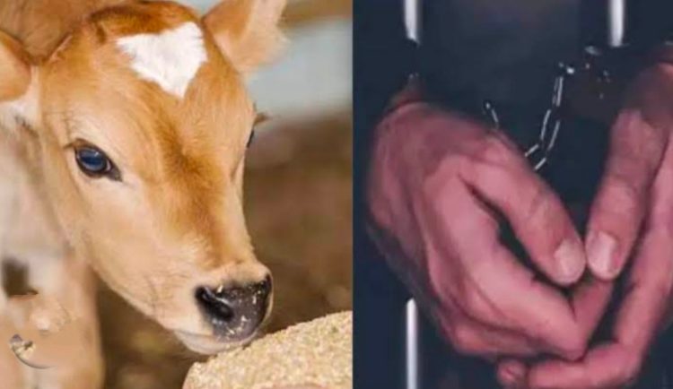 क्रूरता :गाय की बछिया के साथ हैवानियत, पुलिस ने आरोपी को भेजा जेल