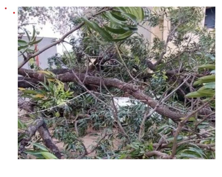 उपनल महिला कर्मचारी पर गिरा जर्जर पेड़, हालत गंभीर – चयन आयोग अध्यक्ष ने दिए बेहतर इलाज के निर्देश