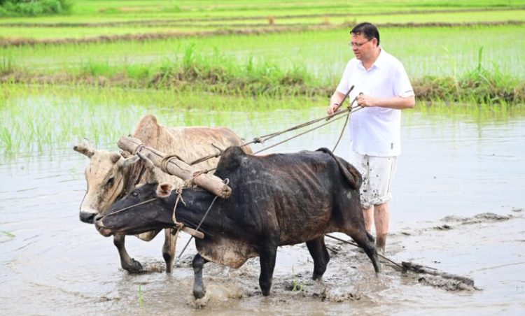 मुख्यमंत्री धामी ने खेत में की धान रोपाई, बोली– “किसानों का श्रम ही उत्तराखंड की असली ताकत”