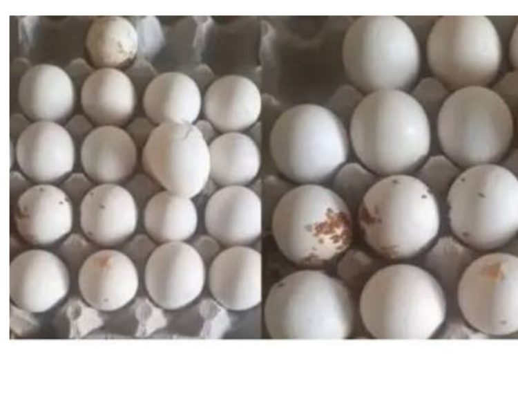 देहरादून में आंगनबाड़ी केंद्रों को सप्लाई हुए सड़े अंडे, बच्चों की सेहत से बड़ा खिलवाड़!