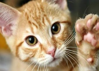 देहरादून में अजीबोगरीब विवाद: बिल्ली के बच्चों को लेकर दो भाइयों में बढ़ा झगड़ा, मामला पहुंचा पुलिस थाने