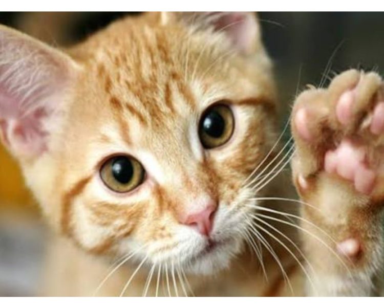 देहरादून में अजीबोगरीब विवाद: बिल्ली के बच्चों को लेकर दो भाइयों में बढ़ा झगड़ा, मामला पहुंचा पुलिस थाने