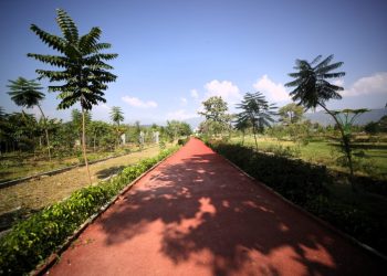 देहरादून का नया हॉटस्पॉट! एमडीडीए का सिटी फॉरेस्ट पार्क बना लोगों की पहली पसंद, प्रकृति–फिटनेस–टूरिज़्म का परफेक्ट कॉम्बो