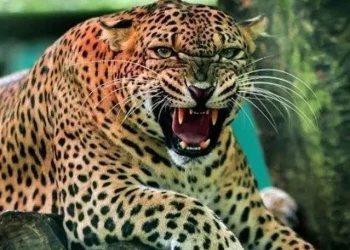 दर्दनाक : घास काटने गई बुजुर्ग महिला पर गुलदार का हमला। मौके पर ही मौत — क्षेत्र में दहशत