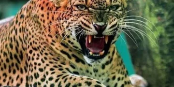 दर्दनाक : घास काटने गई बुजुर्ग महिला पर गुलदार का हमला। मौके पर ही मौत — क्षेत्र में दहशत