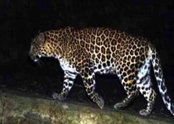 घर की चौखट पर मौत! गुलदार ने महिला को उठाकर जंगल में घसीटा