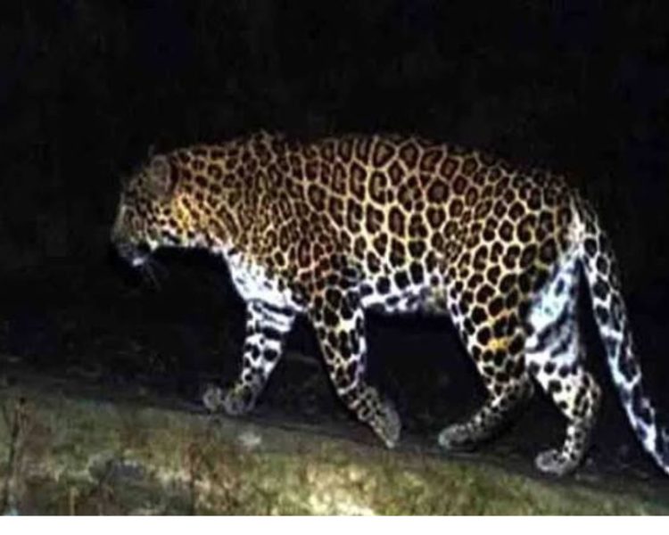 घर की चौखट पर मौत! गुलदार ने महिला को उठाकर जंगल में घसीटा