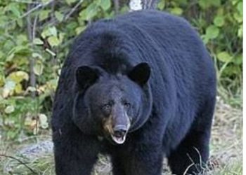 पहले रास्ते में हमला, अब स्कूल में भालू—कब थमेगा चमोली में वन्यजीवों का आतंक