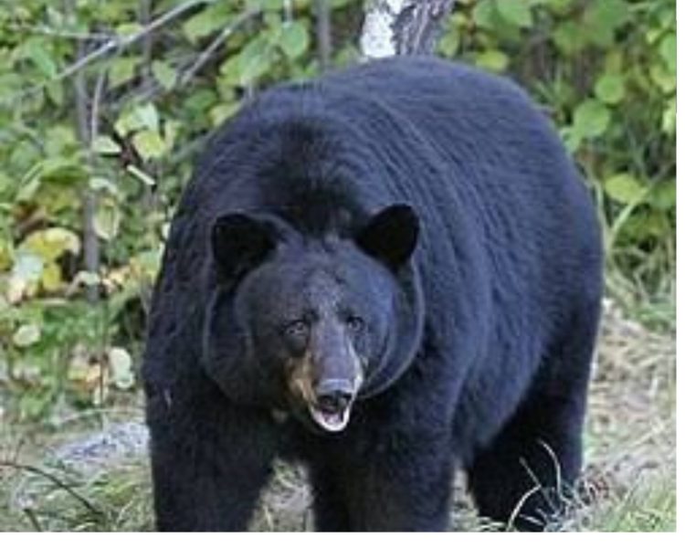 पहले रास्ते में हमला, अब स्कूल में भालू—कब थमेगा चमोली में वन्यजीवों का आतंक