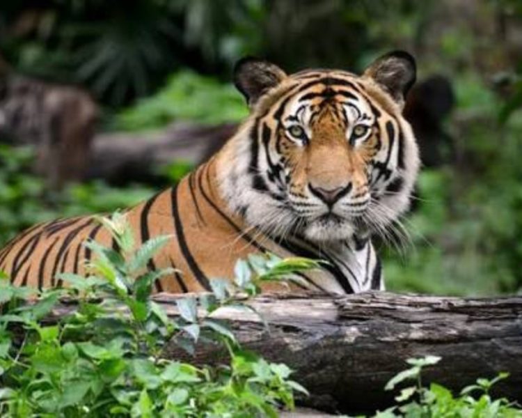 नैनीताल के जंगलों में टाइगर की हलचल, वन विभाग अलर्ट मोड पर