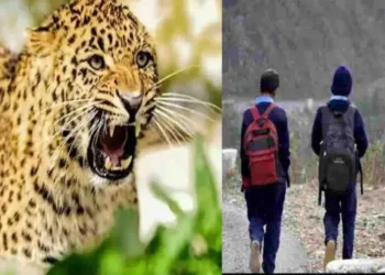 गुलदार के आतंक से सहमा पांडे गांव, भीमताल क्षेत्र के सभी सरकारी स्कूल एक हफ्ते के लिए बंद