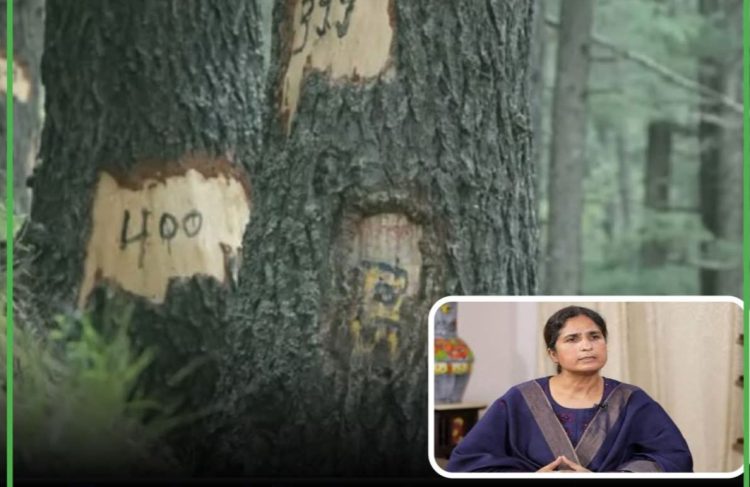गंगोत्री नेशनल पार्क में 6,000 देवदारों की कटाई पर संसद में उठा सवाल