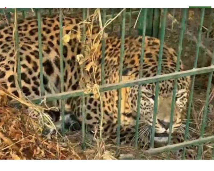 महिला मौतों से दहशत: नैनीताल के पहाड़ी इलाकों में आतंक का पर्याय बने दो गुलदार पिंजरे में कैद