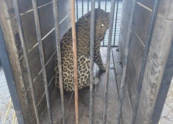 बड़ी खबर: पहाड़ी इलाकों में दहशत फैलाने वाला गुलदार पिंजरे में कैद, महिला की मौत के बाद चला था सर्च ऑपरेशन