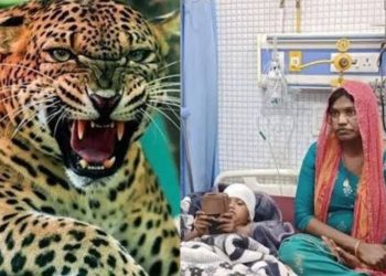 काशीपुर में खौफनाक मंजर: गुलदार बच्चे को उठा ले गया, मां ने छीनकर बचाई जान