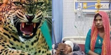 काशीपुर में खौफनाक मंजर: गुलदार बच्चे को उठा ले गया, मां ने छीनकर बचाई जान