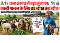 कम लागत में बड़ा मुनाफा: बकरी पालन के लिए सरकार दे रही ₹5 लाख तक लोन