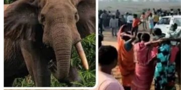 खौफनाक मंजर! हाथी ने मचाया तांडव, दो की मौके पर दर्दनाक मौत