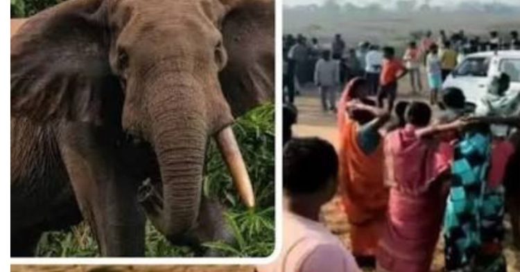 खौफनाक मंजर! हाथी ने मचाया तांडव, दो की मौके पर दर्दनाक मौत