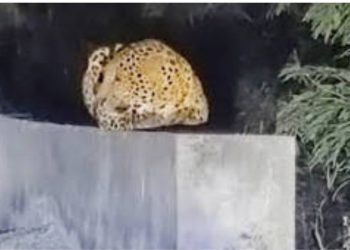 क्लासरूम के ऊपर ‘जंगल का राजा’! काशीपुर कॉलेज में तेंदुए की दस्तक से मचा बवाल