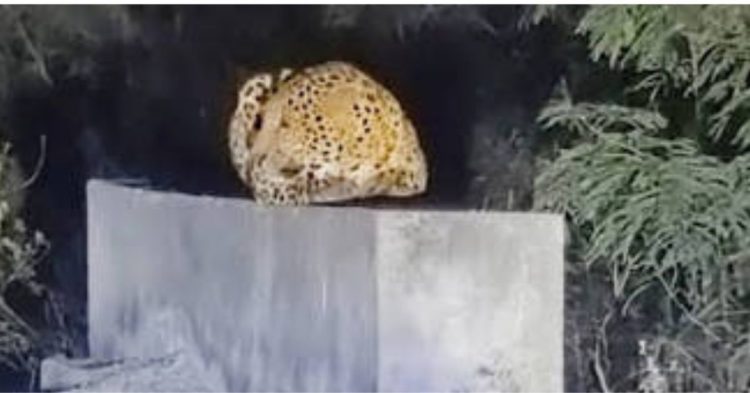 क्लासरूम के ऊपर ‘जंगल का राजा’! काशीपुर कॉलेज में तेंदुए की दस्तक से मचा बवाल