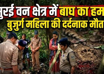 Khatima Tiger News: सुरई वन क्षेत्र में बाघ का हमला, बुजुर्ग महिला की दर्दनाक मौत