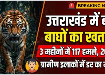 उत्तराखंड में बढ़ा बाघों का खतरा: 3 महीनों में 117 हमले, 20 मौतें—ग्रामीण इलाकों में डर का माहौल
