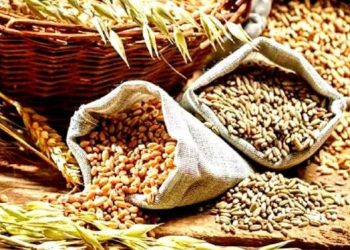 Rabi Marketing Season 2026-27 : गढ़वाल में 1 अप्रैल से शुरू होगी गेहूं खरीद, किसानों से पंजीकरण कराने की अपील