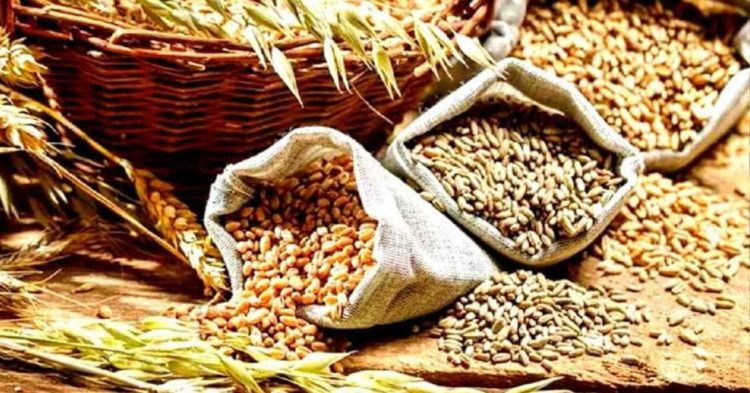 Rabi Marketing Season 2026-27 : गढ़वाल में 1 अप्रैल से शुरू होगी गेहूं खरीद, किसानों से पंजीकरण कराने की अपील