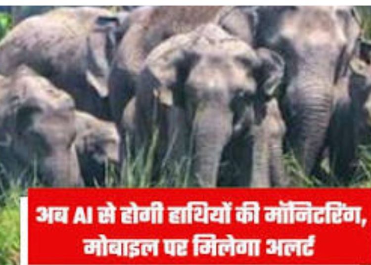 AI का जंगल में एक्शन मोड: हाथियों का झुंड दिखते ही बजा अलार्म, वन विभाग दौड़ा मौके पर