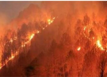 पौड़ी में धधकते रहे जंगल, 8 वनाग्नि घटनाओं से 2.50 हेक्टेयर वन क्षेत्र प्रभावित, दो पर FIR दर्ज