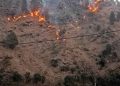 Uttarakhand News: जंगल की आग बुझाने गई महिला की दर्दनाक मौत