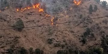 Uttarakhand News: जंगल की आग बुझाने गई महिला की दर्दनाक मौत