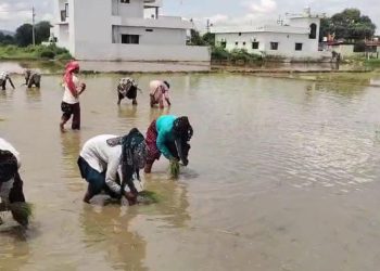विलुप्ति की कगार से लौटी देहरादून की शान! फिर महकेगी दुनिया में मशहूर ‘दून बासमती