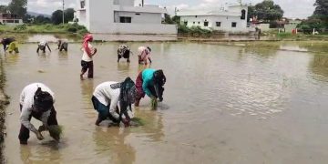 विलुप्ति की कगार से लौटी देहरादून की शान! फिर महकेगी दुनिया में मशहूर ‘दून बासमती