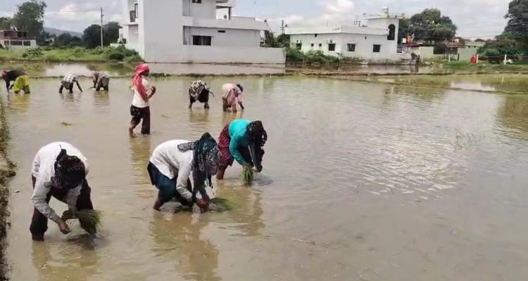 विलुप्ति की कगार से लौटी देहरादून की शान! फिर महकेगी दुनिया में मशहूर ‘दून बासमती