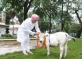 नन्हा कद, बड़ा कमाल! SGRRU पहुंची नैनो गाय, अब उत्तराखंड में होगा वैज्ञानिक अध्ययन