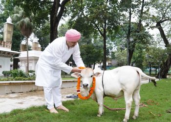 नन्हा कद, बड़ा कमाल! SGRRU पहुंची नैनो गाय, अब उत्तराखंड में होगा वैज्ञानिक अध्ययन