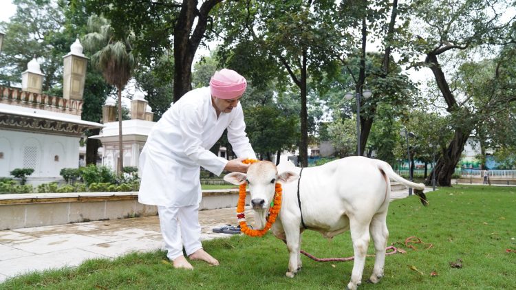नन्हा कद, बड़ा कमाल! SGRRU पहुंची नैनो गाय, अब उत्तराखंड में होगा वैज्ञानिक अध्ययन