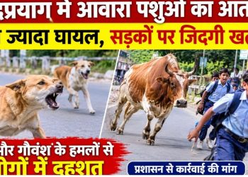 रुद्रप्रयाग में आवारा पशुओं का आतंक! 12 से ज्यादा घायल, सड़कों पर जिंदगी खतरे में