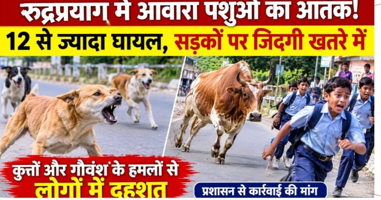 रुद्रप्रयाग में आवारा पशुओं का आतंक! 12 से ज्यादा घायल, सड़कों पर जिंदगी खतरे में